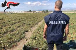 Bracciante trovato morto nei campi