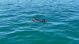 Clodio incanta la laguna 