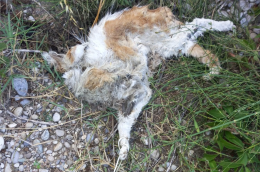 Orrore: gatta seviziata e uccisa