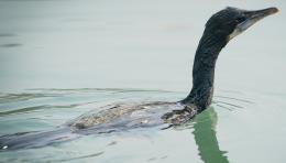 Cormorano, approvato il Piano di controllo della specie