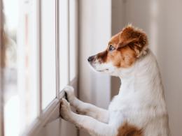 Svezia: carcere se lasci il cane da solo