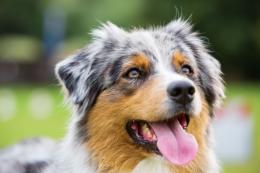 Ladri in casa, sparisce pure il cane