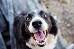 Permessi per lutto e malattia di cani e gatti