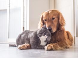 Cani e gatti: la scienza allunga la loro vita?