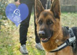 Un tetto e un cuore per questi dieci cuccioli