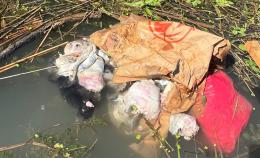 Micetti chiusi nel sacco e lanciati in acqua