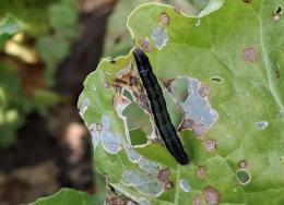 Bietola da zucchero: clima rovente e assenza di fitofarmaci mettono a rischio le coltivazioni