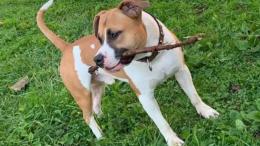 "Hanno ammazzato Thor, il cane amato da tutti"