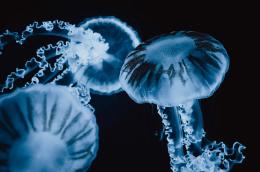 Cambiamento climatico: è invasione di meduse