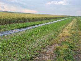Biodiversità per proteggere la laguna