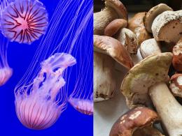 Porcini contesi e meduse che fermano il nucleare