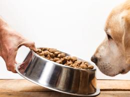 Come il cibo modella la salute del cane