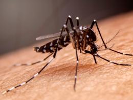 Chikungunya: nuovo focolaio nel veronese