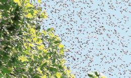 Disinfestazione contro le vespe