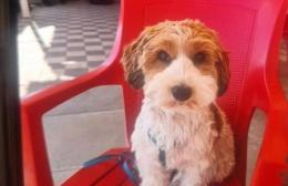 Luky è fuggito spaventato: tam tam social per trovarlo
