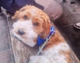 Proseguono le ricerche del cucciolo Lucky 