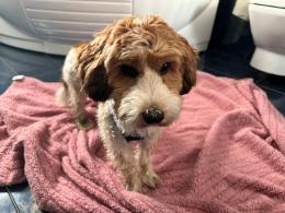 Luky ritrovata sana e salva!