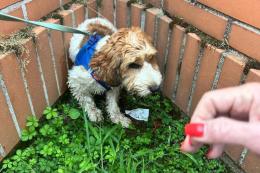 Luky, cucciolo in fuga, ritrovato sano e salvo!