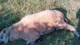 Animali sbranati: i sindaci chiedono un piano anti lupi