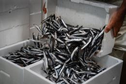Veneta Pesca, da mezzo secolo la bussola del settore ittico