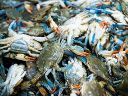 Pesca italiana sotto assedio