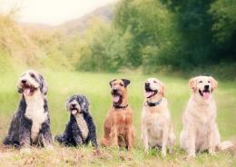 Addio “vita da cani”