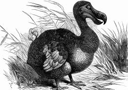 Il dodo potrebbe tornare