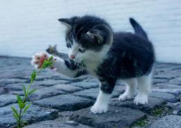 Convivere con un gatto