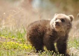 Pelle di orso nel parco giochi