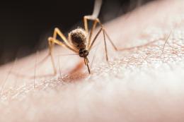 Chikungunya, casi in aumento nel Veronese
