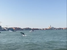 Delfino nel Bacino di San Marco, l’allarme dei residenti: “Troppo pericolo, intervenire subito”