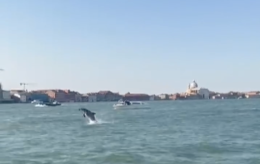 Clodio, il delfino adottato da Venezia