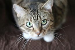 Blinking felino