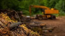 Wildlife Photographer of the Year, tra i vincitori anche un giovane italiano