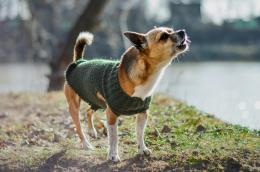 Quando il cane parla con la voce
