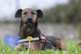 Dieci cuori in attesa di una nuova famiglia