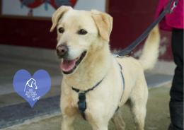 Dieci musetti aspettano una casa