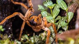 Un maxi sequestro di tarantole