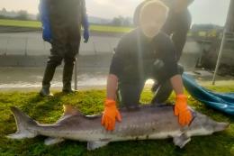 E' tornato lo storione beluga!