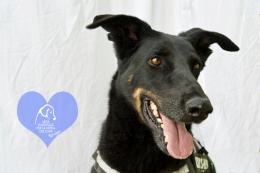 Un tetto per dieci cuori a quattro zampe