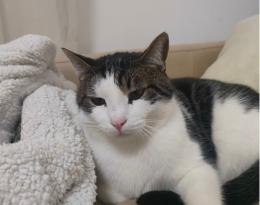 Ladri in casa, scappa il gatto