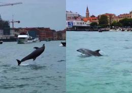 Il delfino Mimmo accompagnato a mare dalle barche
