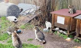 L’oasi felina ora cerca un gestore