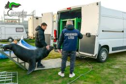 "Tenevano imprigionato un leone marino"