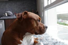 Tyson, il pitbull usato per le rapine è libero: era denutrito e impaurito