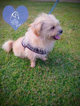 Una nuova casa per dieci pelosetti