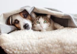 Parlargli? Un gesto naturale
