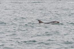 Il delfino "Mimmo" era ferito, ora è salvo