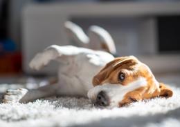 Precipita il cane, condanna a 5mila euro
