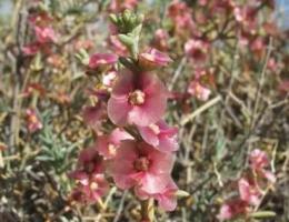 Ecco le piante che combattono il sale